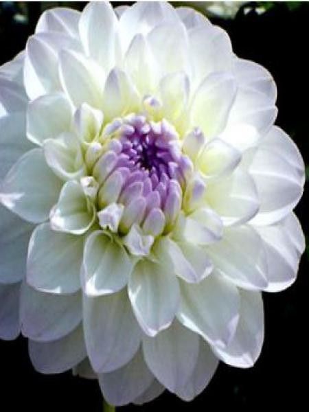 Dahlia Gpe décoratif 'Eveline'