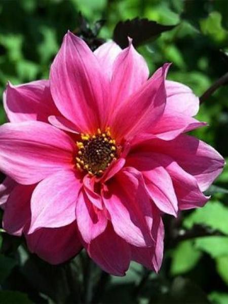 Dahlia Gpe décoratif 'Fascination'