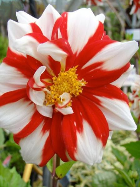 Dahlia Gpe décoratif 'Fire and Ice'