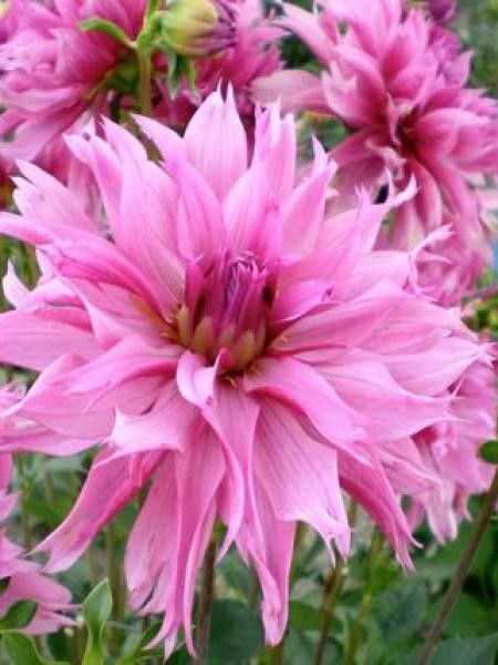 Dahlia Gpe décoratif 'Frizzle Sizzle'