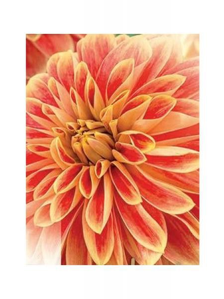 Dahlia Gpe décoratif 'Garden Festival'