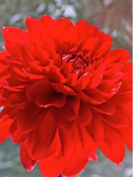 Dahlia Gpe décoratif 'Garden Wonder'