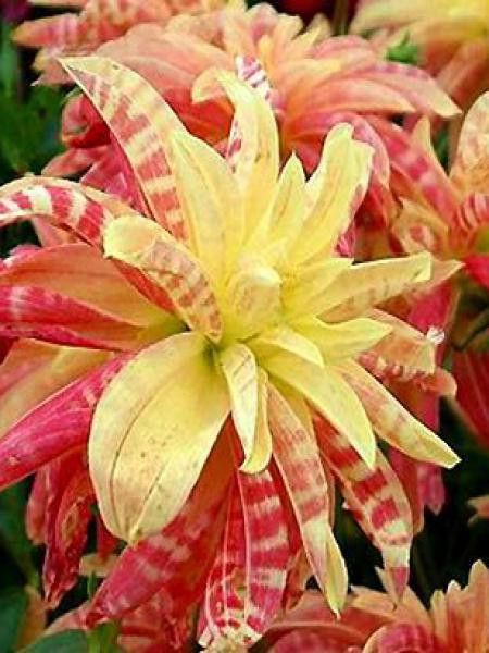 Dahlia Gpe décoratif 'Giraffe'