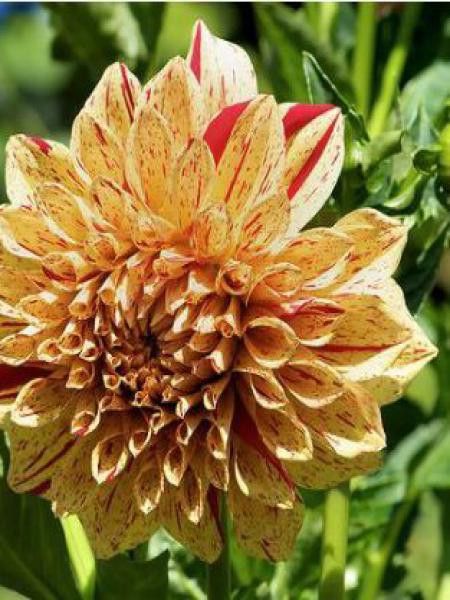 Dahlia Gpe décoratif 'Gloriosa'