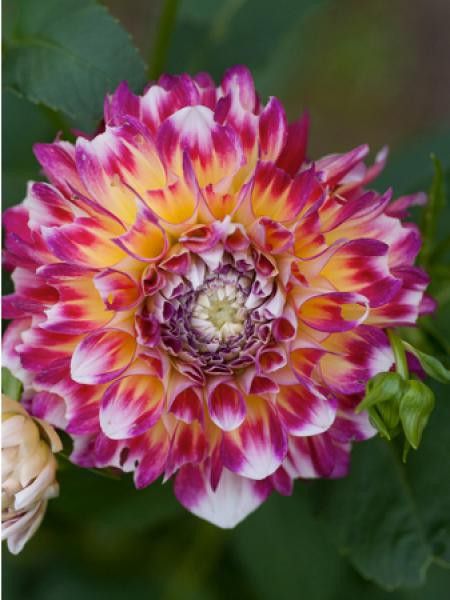 Dahlia Gpe décoratif ''Hawaii''