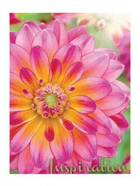 Dahlia Gpe décoratif 'Kalinka'