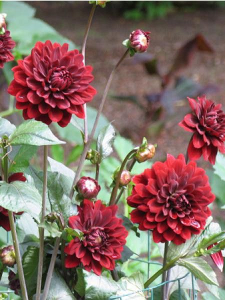 Dahlia Gpe décoratif ''Karma Choc''