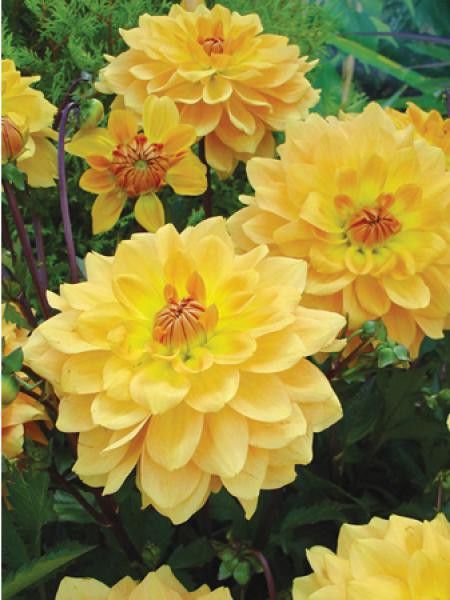 Dahlia Gpe décoratif 'Karma Gold'