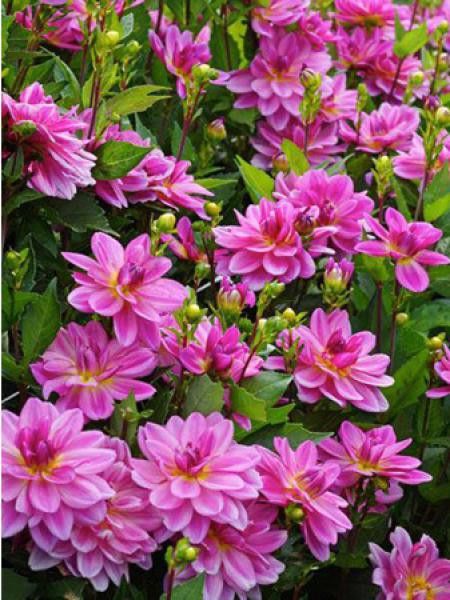 Dahlia Gpe décoratif ''Lake Michigan''