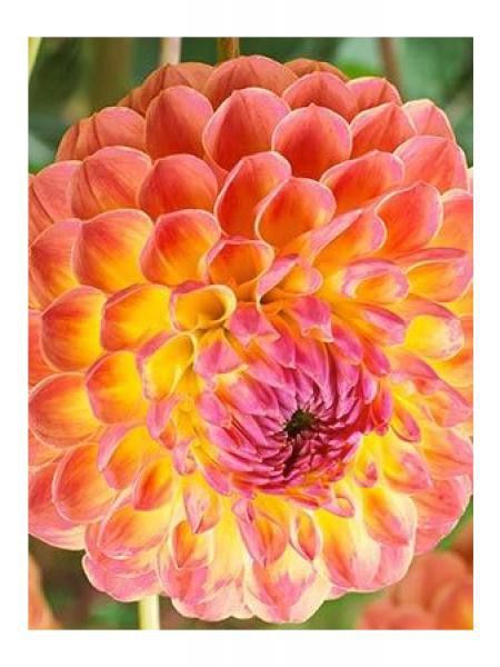 Dahlia Gpe décoratif 'Lakeland Autumn'