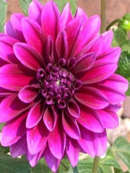 Dahlia Gpe décoratif 'Le Baron'