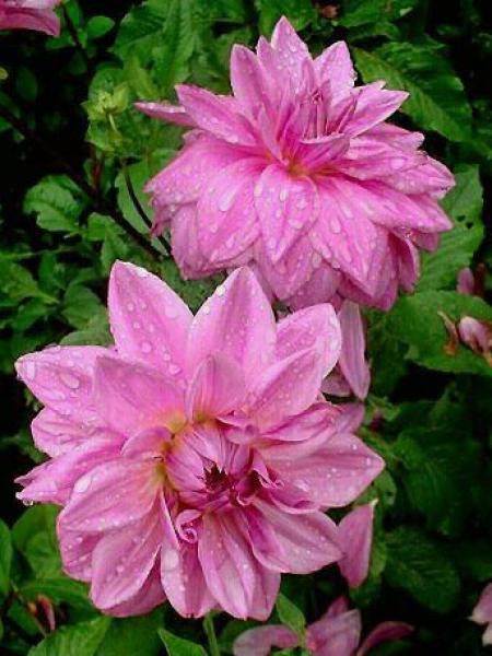 Dahlia Gpe décoratif 'Lilac Times'