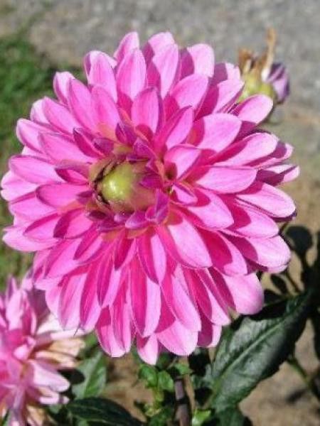 Dahlia Gpe décoratif 'Lucky number'