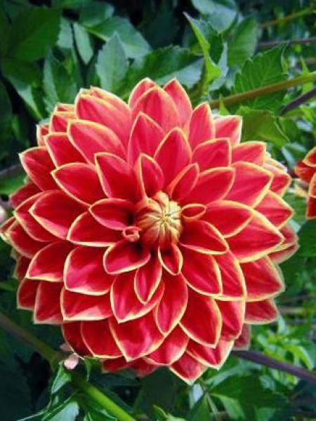 Dahlia Gpe décoratif 'Maxime'