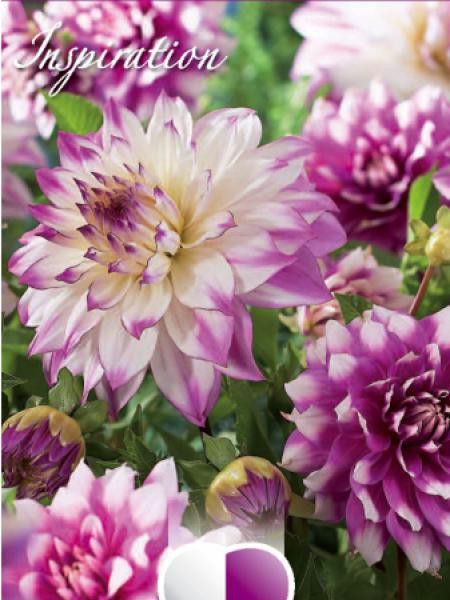 Dahlia Gpe décoratif 'Mélange blanc, rose et violet'