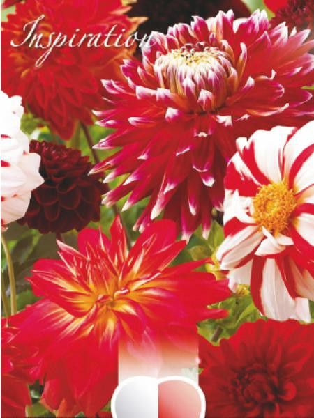 Dahlia Gpe décoratif 'Mélange Rouge Et Blanc'