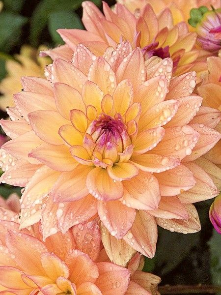 Dahlia Gpe décoratif 'Melody Dora'