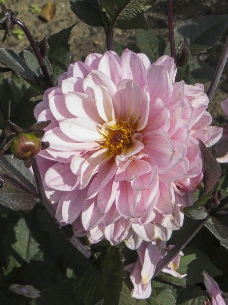 Dahlia Gpe décoratif 'Melody Harmony'