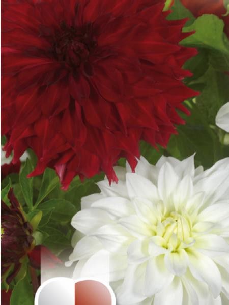 Dahlia Gpe décoratif 'Noir et blanc'