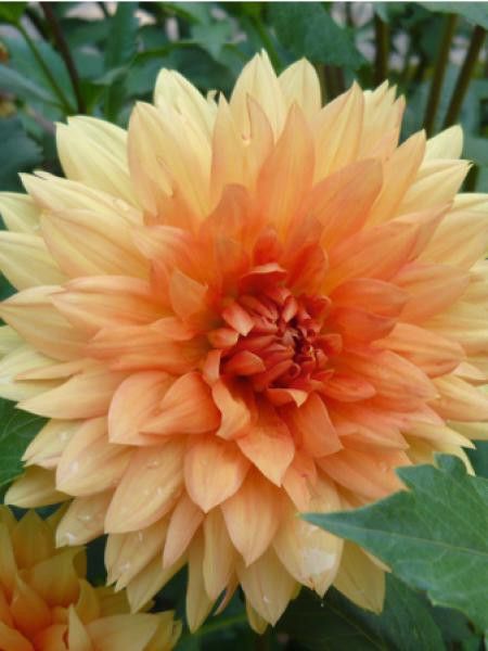 Dahlia Gpe décoratif 'Noordwijk'
