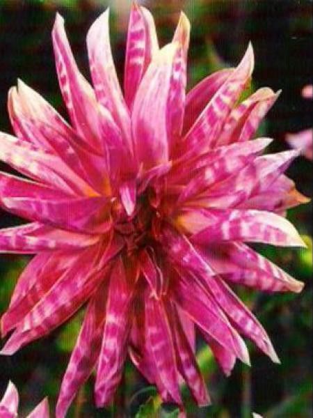Dahlia Gpe décoratif 'Pink Giraffe'