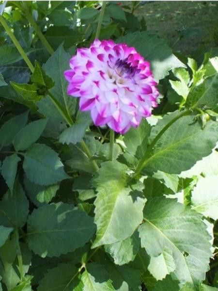 Dahlia Gpe décoratif ''Pink Isa''