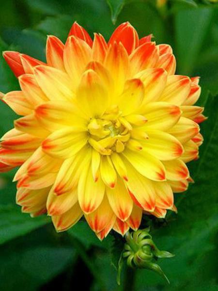 Dahlia Gpe décoratif 'Procyon'