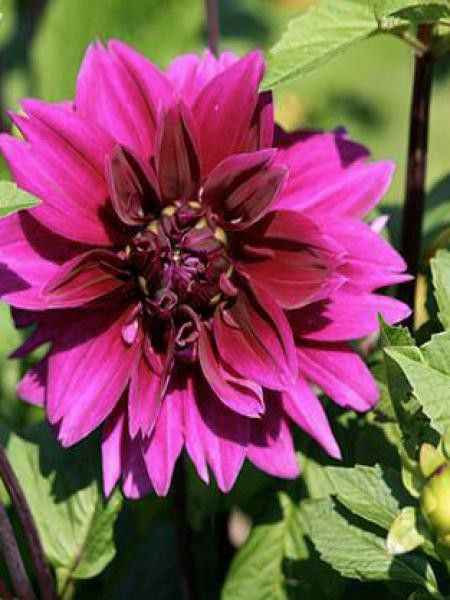 Dahlia Gpe décoratif 'Purple Pearl'