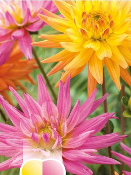 Dahlia Gpe décoratif 'Rose et orange'