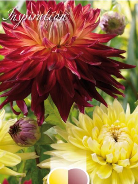 Dahlia Gpe décoratif 'Rouge et Jaune'