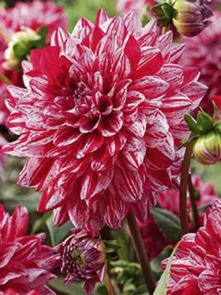 Dahlia Gpe décoratif 'Santander'
