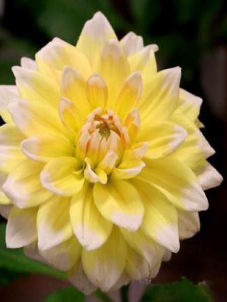 Dahlia Gpe décoratif 'Seattle'