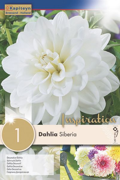Dahlia Gpe décoratif 'Siberia'