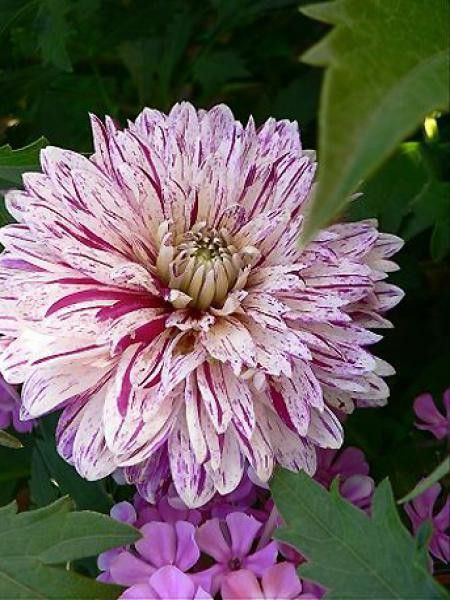 Dahlia Gpe décoratif 'Smokey'