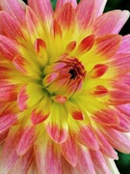 Dahlia Gpe décoratif 'Tropical Sunset'