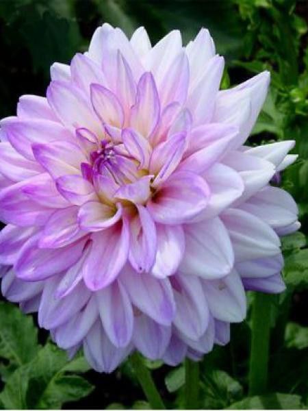 Dahlia Gpe décoratif 'Twilight Time'