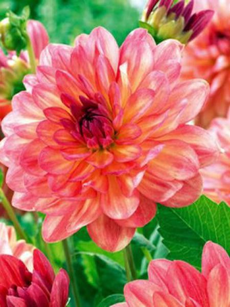 Dahlia Gpe décoratif 'valbonne'