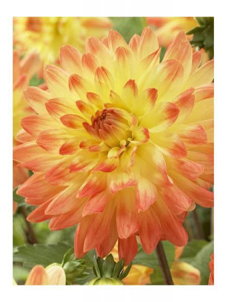 Dahlia Gpe décoratif 'Vectra'