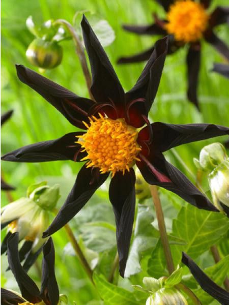 Dahlia Gpe décoratif 'Veronne's obsidian'
