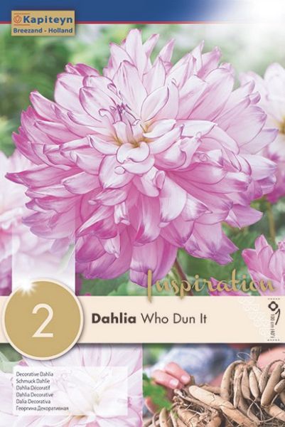 Dahlia Gpe décoratif 'Who dun it'