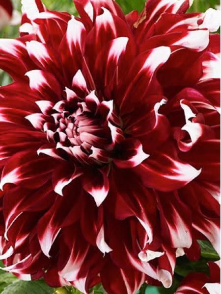 Dahlia Gpe décoratif 'X Factor'