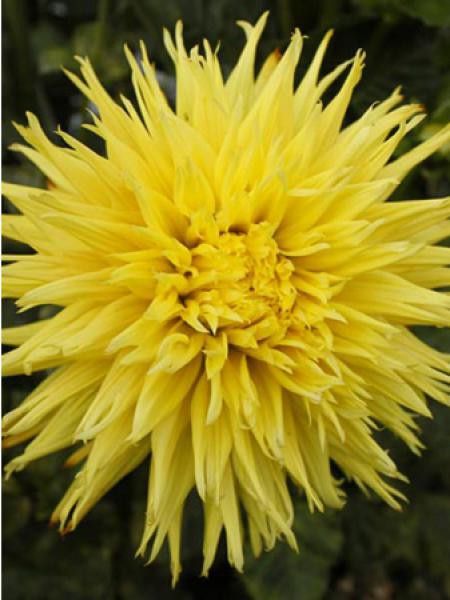 Dahlia gpe dentelle ''Fringed Encore''