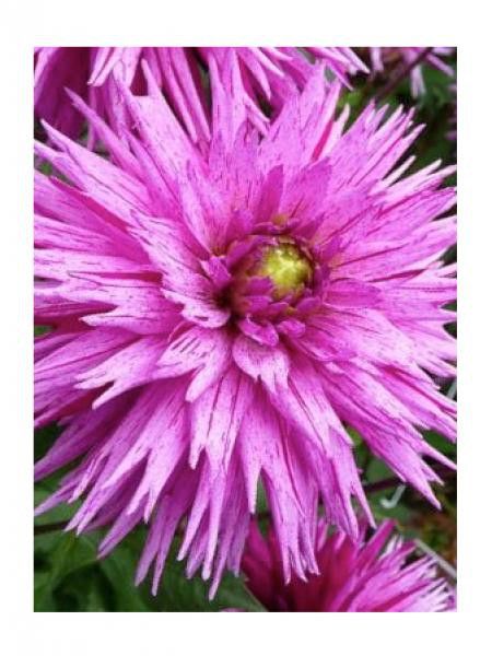 Dahlia gpe dentelle 'Striped Ambition'