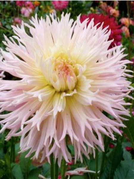 Dahlia Gpe dentelles 'Nadia Ruth'