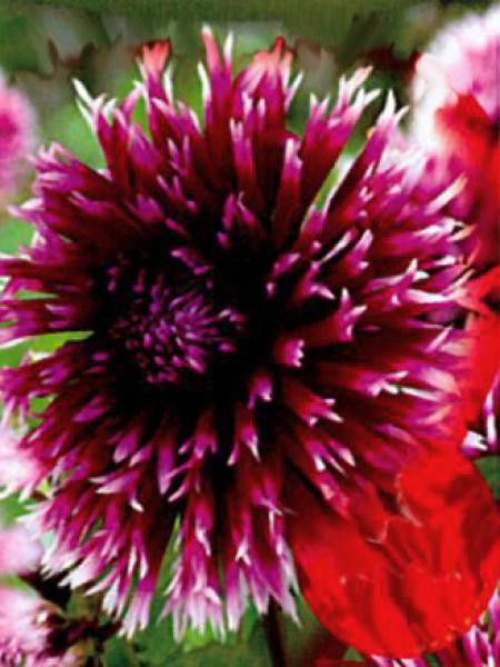 Dahlia Gpe dentelles 'Opium'