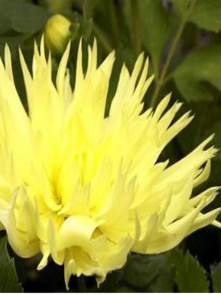 Dahlia Gpe dentelles 'Promise'