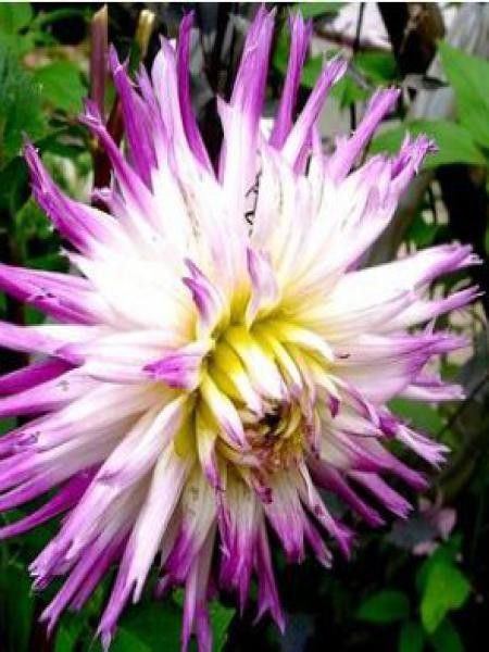 Dahlia Gpe dentelles 'Veritable'