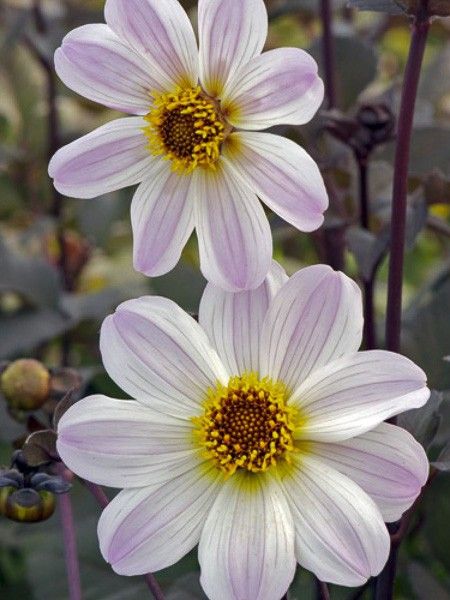 Dahlia Gpe fleurs simples 'Bishop of Dover'