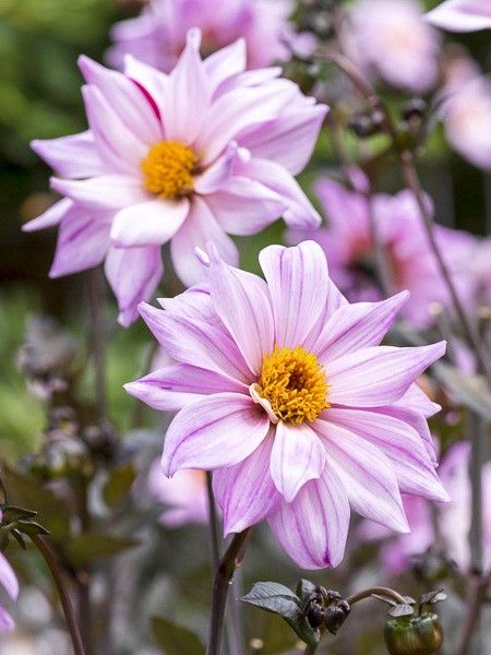 Dahlia Gpe fleurs simples 'Bishop of Leicester'
