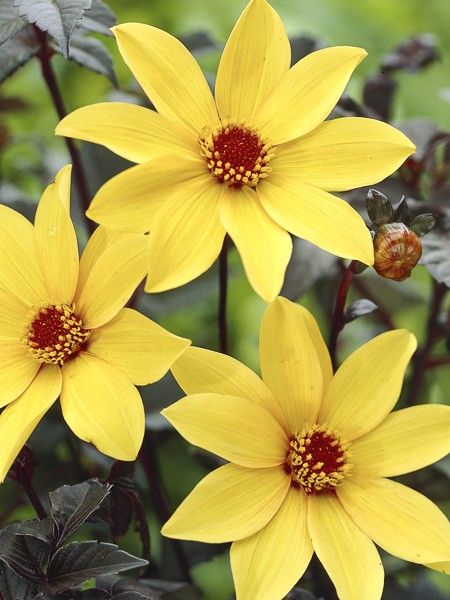 Dahlia Gpe fleurs simples 'Bishop of York'